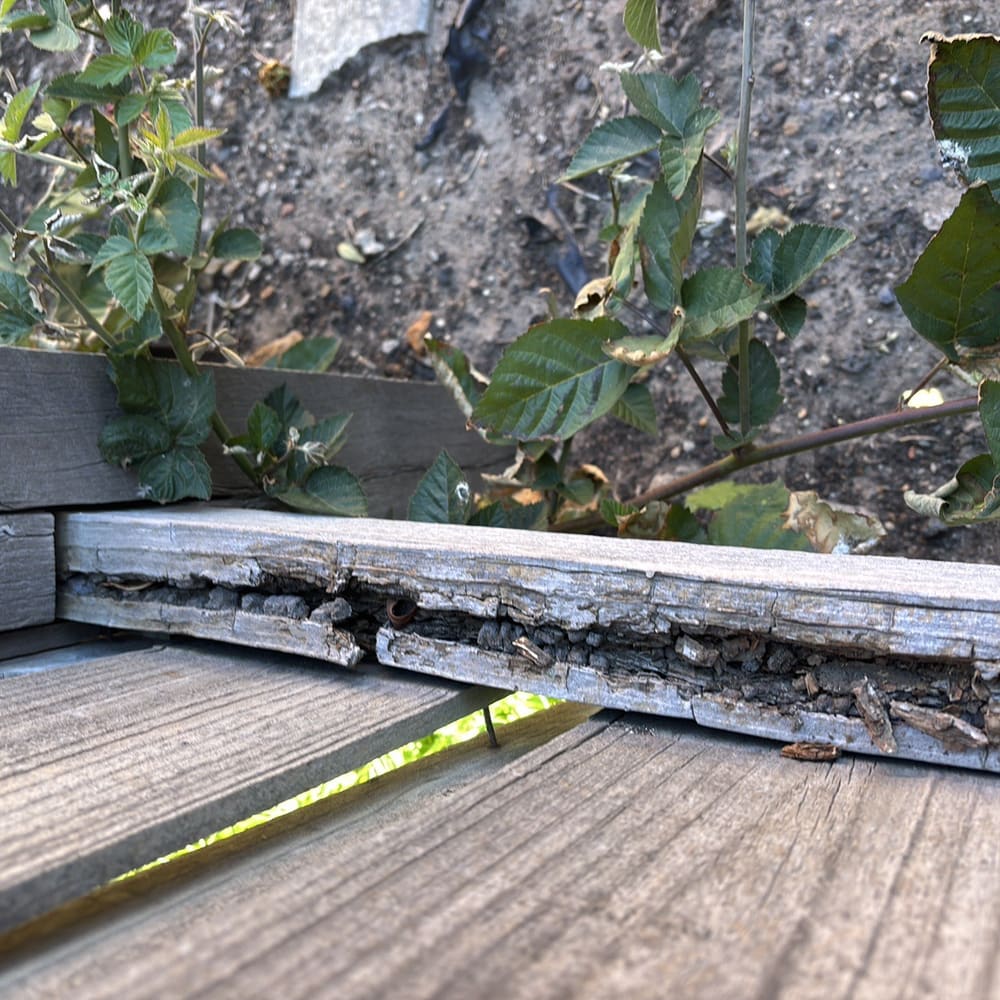 Termite activity evidence, recorded during a building and pest inspection in Epping